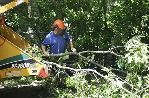 tree services Sledge